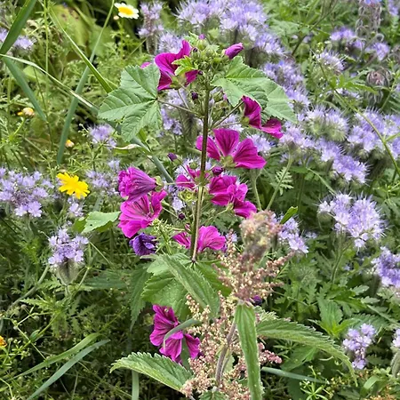 Manoir Avec Piscine Et Jacuzzi En Suisse Normande بيت للعطل *