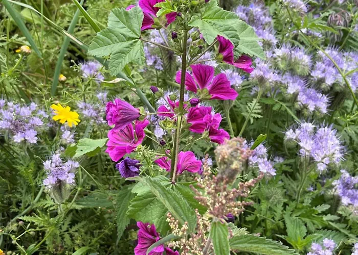 Manoir Avec Piscine Et Jacuzzi En Suisse Normande Feriehus *